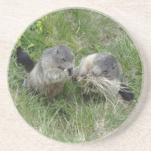 En Grès Dessous de verre Marmotte (Devant)