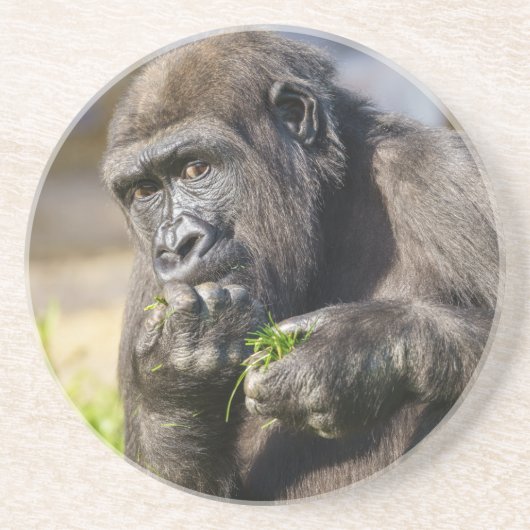 En Grès Dessous de verre papier Carré Gorilla Youngster (Devant)