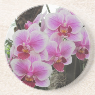 En Grès Dessous de verre roses d'orchidées de Phalaenopsi