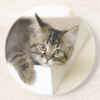 En Grès Kitty dans un dessous de verre de boîte