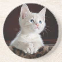 Sandstone Dessous de verre amateurs chats, pour fi