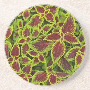 En Grès Série plante/Fleur - Dessous de verre Coleus rouge