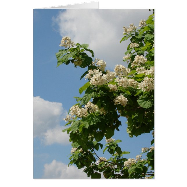 En pleine floraison (Devant)