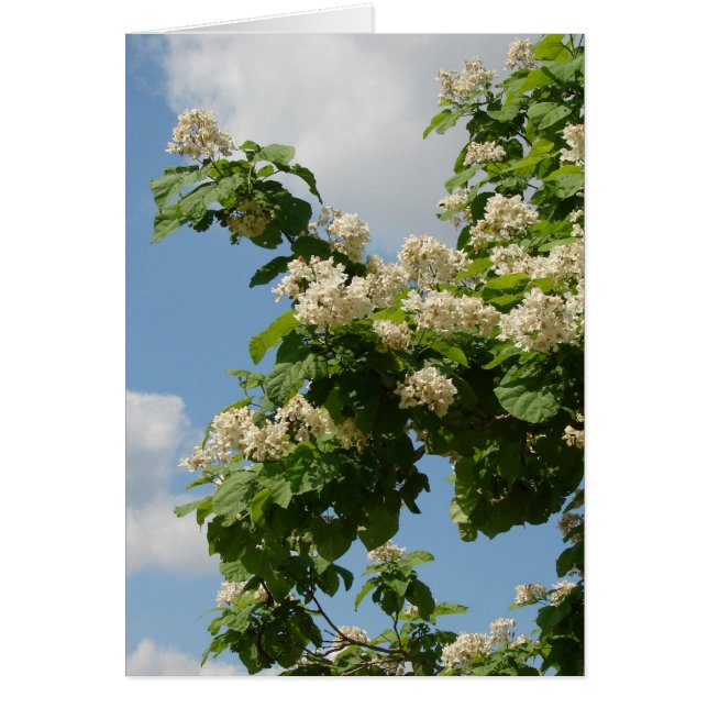 En pleine floraison (Devant)