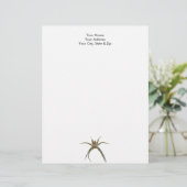 En-tête De Lettre Araignée (Debout devant)
