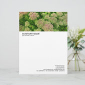 En-tête De Lettre Avec Motif En-tête grande image - Sedum Automne Joy (Debout devant)