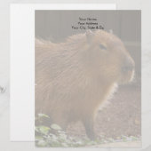 En-tête De Lettre Customisée Capybara (Devant / Derrière)