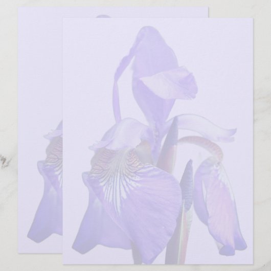 En-tête De Lettre Fleur d'iris à drapeau bleu violet (Devant / Derrière)