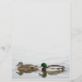 En-tête De Lettre Mallards (Dos)