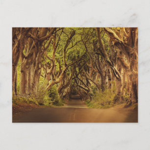 Enchanted Forest Road 4 Briefkaart