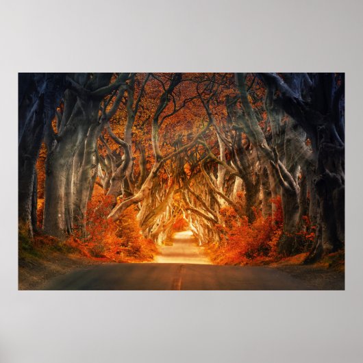 Enchanted Forest Road Poster (Voorkant)