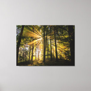 Enchanted Forest Sun Rays 1 Canvas Afdruk