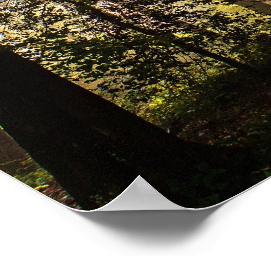Enchanted Forest Sun Rays 1 Poster (Hoek)