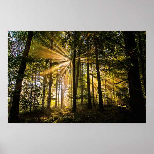 Enchanted Forest Sun Rays 1 Poster (Voorkant)