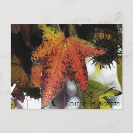 Encino California Briefkaart (Voorkant)