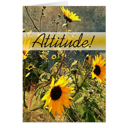 Encourager Les Tournesols Avant Les Nuages De Temp (Devant)