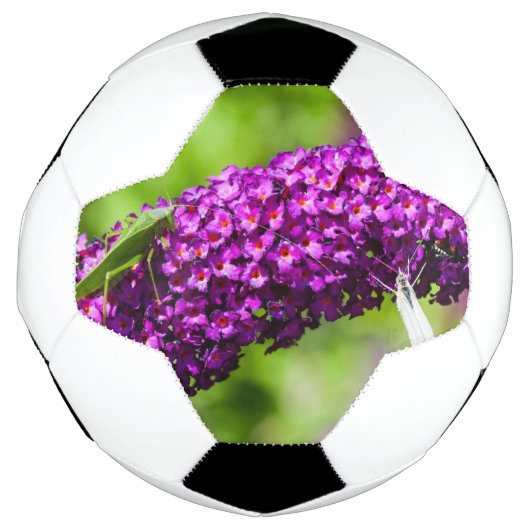 énergie katydone (Devant)