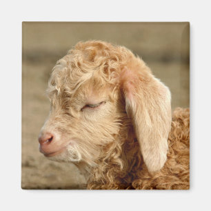 Enfant angora de chèvre - aimant