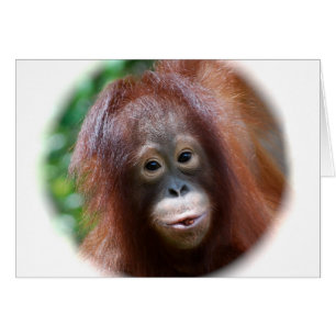 Enfant en bas âge d'orang-outan