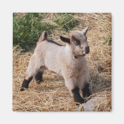 Enfant Mignon Aimant (Devant)