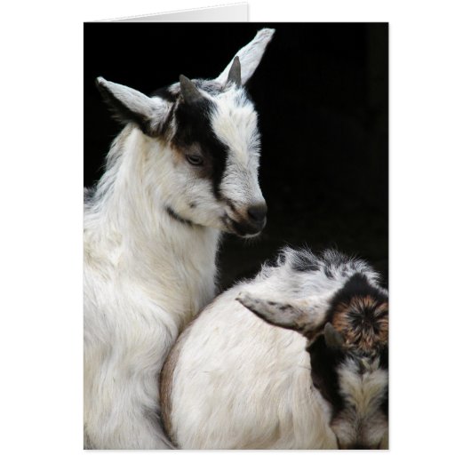 Enfants de chèvre (Devant)