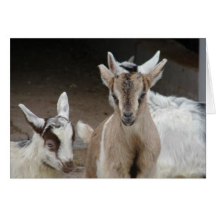 Enfants de chèvre