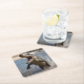 Enge kaken: Australische krokodil springt Kartonnen Onderzetters (Insitu)