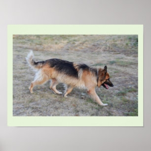 Engel de Elzasser hond Poster