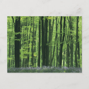 Engeland, Beukenbos & Blauwe klokjes Briefkaart