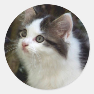 Engelen met whiskers (kitten) Stickers