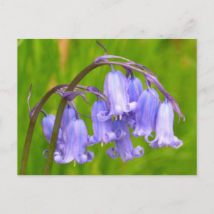 Engels Bluebell Flower Briefkaart