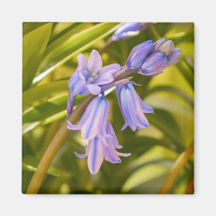 Engels Bluebells Magnet Magneet
