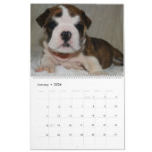 Engels Bulldog Calendar 2016 Kalender (Jan 2026)