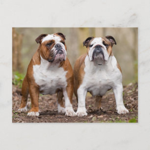 Engels Bulldog Puppy Dog Blank Briefkaart