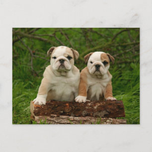Engels Bulldog Puppy Dog Blank Briefkaart