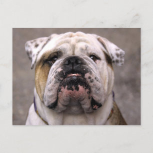 Engels Bulldog Puppy Dog Blank Briefkaart