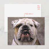 Engels Bulldog Puppy Dog Blank Briefkaart (Voorkant / Achterkant)