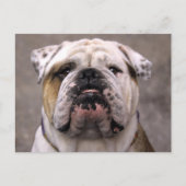 Engels Bulldog Puppy Dog Blank Briefkaart (Voorkant)