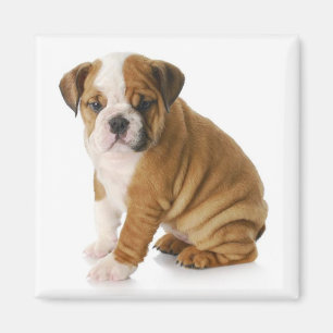 Engels Bulldog Puppy Dog Magnet Magneet