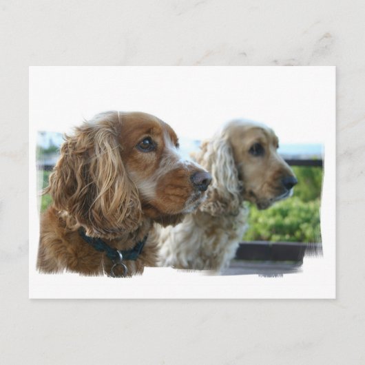 Engels Cocker Spaniel Briefkaart (Voorkant)