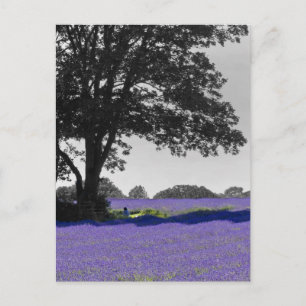 Engels lavender veld briefkaart