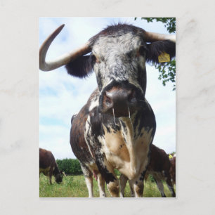 Engels Longhorn Cattle Cow Briefkaart