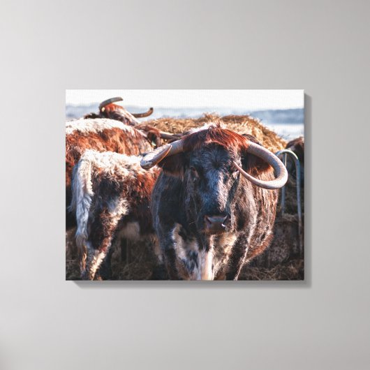 Engels Longhorns Canvas Afdruk (Voorkant)