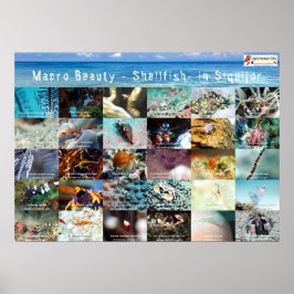 Engels: Macro Beauty - Shellfish - in Siquijor Poster