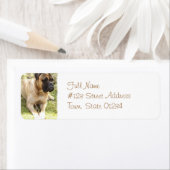 Engels Mastiff retour adres label (Insitu)