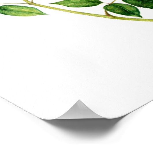 Engels Roos Poster (Hoek)