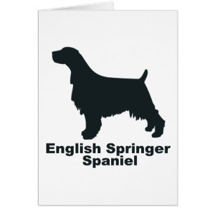 Engels Springer Spaniel