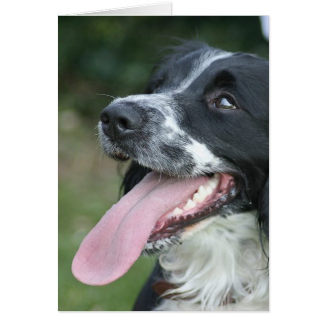 Engels Springer Spaniel (Voorkant)