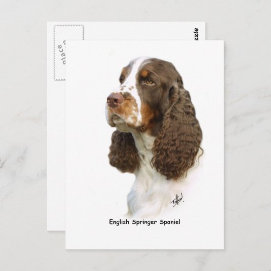 Engels Springer Spaniel 8M15D-05 Briefkaart (Voorkant / Achterkant)