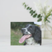 Engels Springer Spaniel Briefkaart (Staand voorkant)